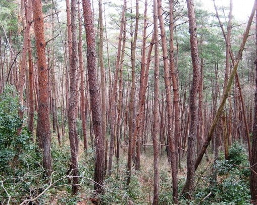巨木の種類は「アカマツ」と言う、種類の木で、1704年に日向国（宮崎県）にある霧島山の白鳥神社の付近に育っていたいたそう