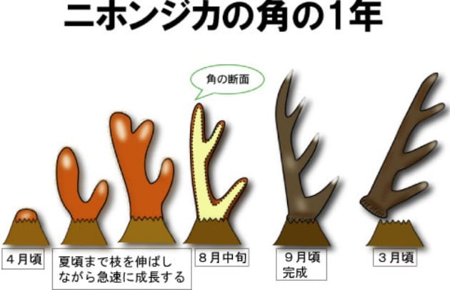 奈良公園の鹿さんの寿命って何歳？？