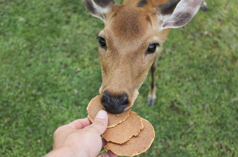 奈良公園の鹿さんステイタス！「鹿さんの種類と食べ物について」