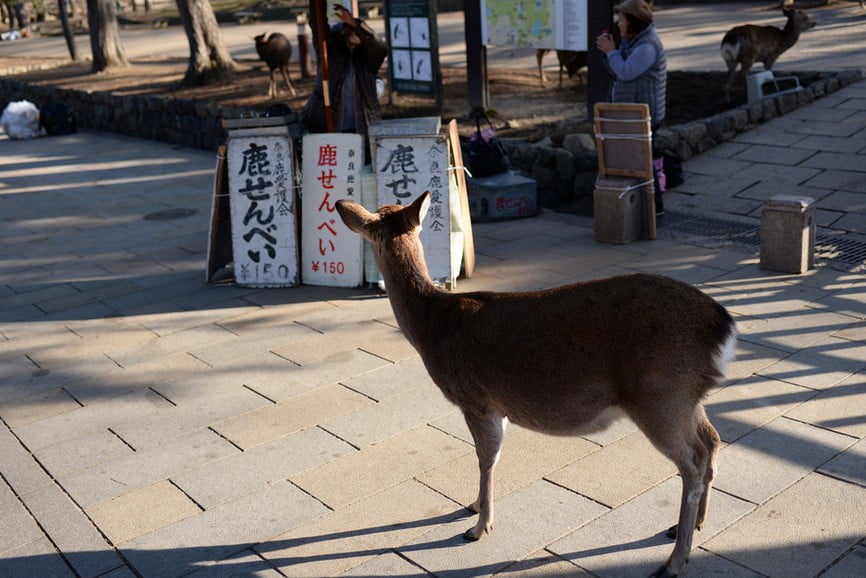 奈良公園の鹿に迫る、様々な危険とは？！