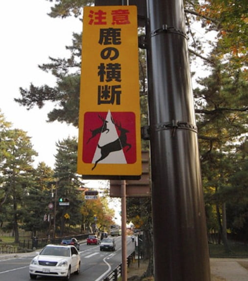 奈良公園の鹿のトラブル（事故）「交通事故にあったらどうなるの？」