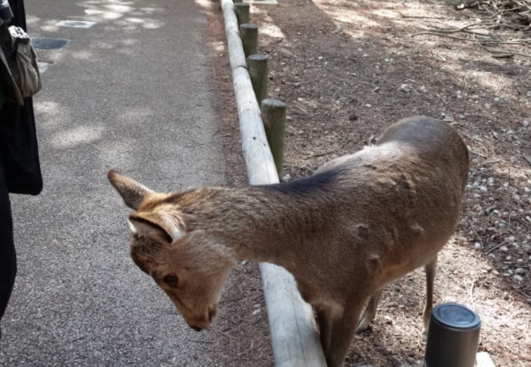奈良公園の鹿は、食べ物を貰うときにお辞儀をする？！