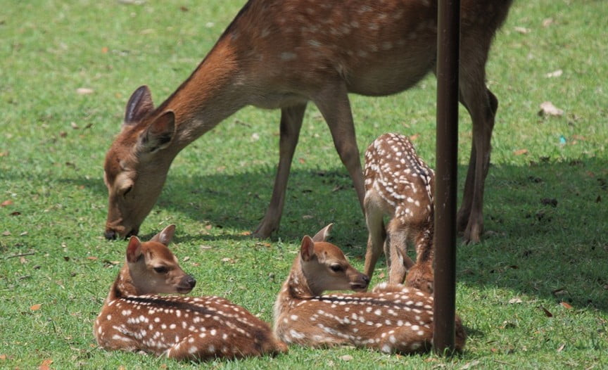 鹿の赤ちゃんの生態について